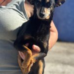Pinscher Lucas, 05/2017, ca. 30 cm
