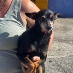 Pinscher Lucas, 05/2017, ca. 30 cm