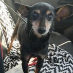 Pinscher Lucas, 05/2017, ca. 30 cm