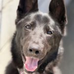Malinois-Mischling Lucas, 11/2025, Endgröße ca. 60 cm