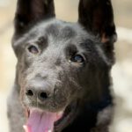 Malinois-Mischling Lucas, 11/2025, Endgröße ca. 60 cm