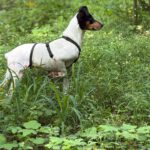 Bodeguero (Mischling?) Lucia, 05/2018, ca. 40 cm, 18469 Karnin