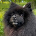 Pomeranian Luna, 05/2022, ca. 35 cm, 17153 Kittendorf
