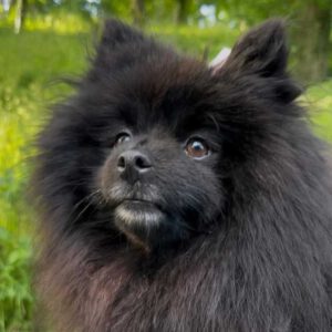 Pomeranian Luna, 05/2022, ca. 35 cm, 17153 Kittendorf