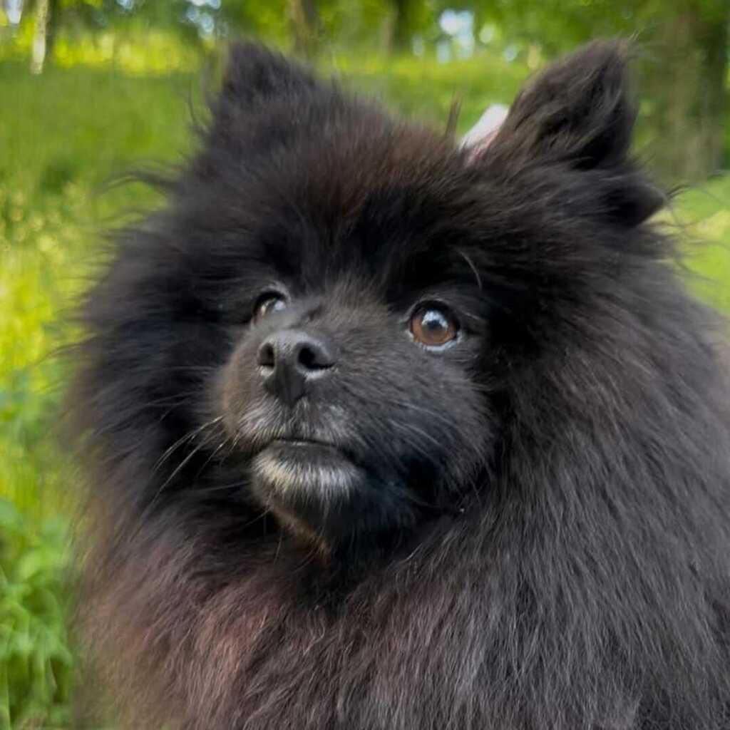 Pomeranian Luna, 05/2022, ca. 35 cm, 17153 Kittendorf
