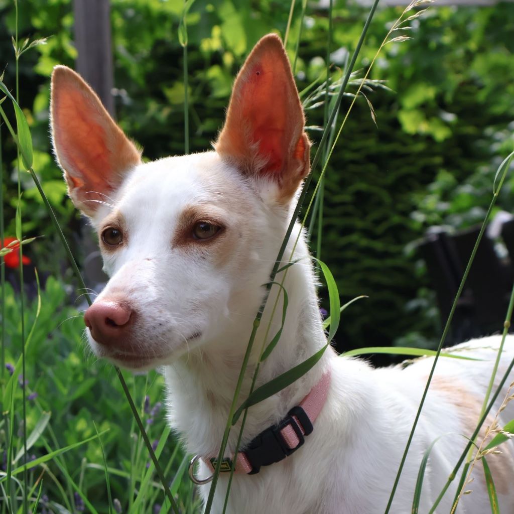 Podenco Luna, 05/2023, ca. 40 cm, 61267 Neu-Anspach