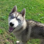 Husky Lyon, 05/2024, ca. 65 cm