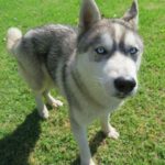 Husky Lyon, 05/2024, ca. 65 cm
