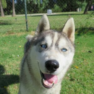 Husky Lyon, 05/2024, ca. 65 cm