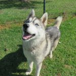 Husky Lyon, 05/2024, ca. 65 cm