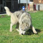 Husky Lyon, 05/2024, ca. 65 cm