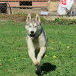 Husky Lyon, 05/2024, ca. 65 cm