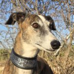 Galgo Lyra, 04/2021, ca. 63 cm