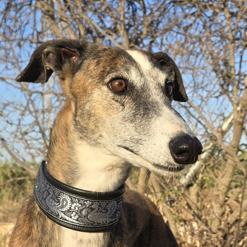Galgo Lyra, 04/2021, ca. 63 cm