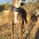 Galgo Lyra, 04/2021, ca. 63 cm