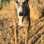 Galgo Lyra, 04/2021, ca. 63 cm