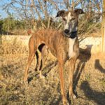 Galgo Lyra, 04/2021, ca. 63 cm
