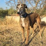 Galgo Lyra, 04/2021, ca. 63 cm