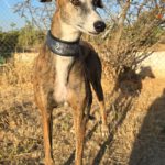 Galgo Lyra, 04/2021, ca. 63 cm