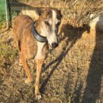 Galgo Lyra, 04/2021, ca. 63 cm
