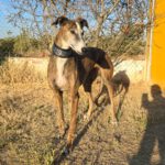 Galgo Lyra, 04/2021, ca. 63 cm