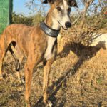 Galgo Lyra, 04/2021, ca. 63 cm