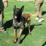 Malinois Mischling Manu, 11/2024, ca. 65 cm