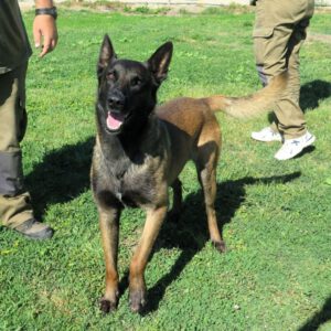 Malinois Mischling Manu, 11/2024, ca. 65 cm