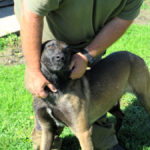 Malinois Mischling Manu, 11/2024, ca. 65 cm