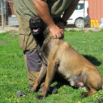 Malinois Mischling Manu, 11/2024, ca. 65 cm