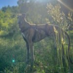 Galgo Manuela, 10/2023, ca. 63 cm, 86399 Bobingen