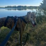 Galgo Manuela, 10/2023, ca. 63 cm, 86399 Bobingen