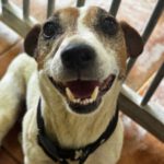 Jack Russell Terrier Maruca, 06/2018, ca. 30 cm