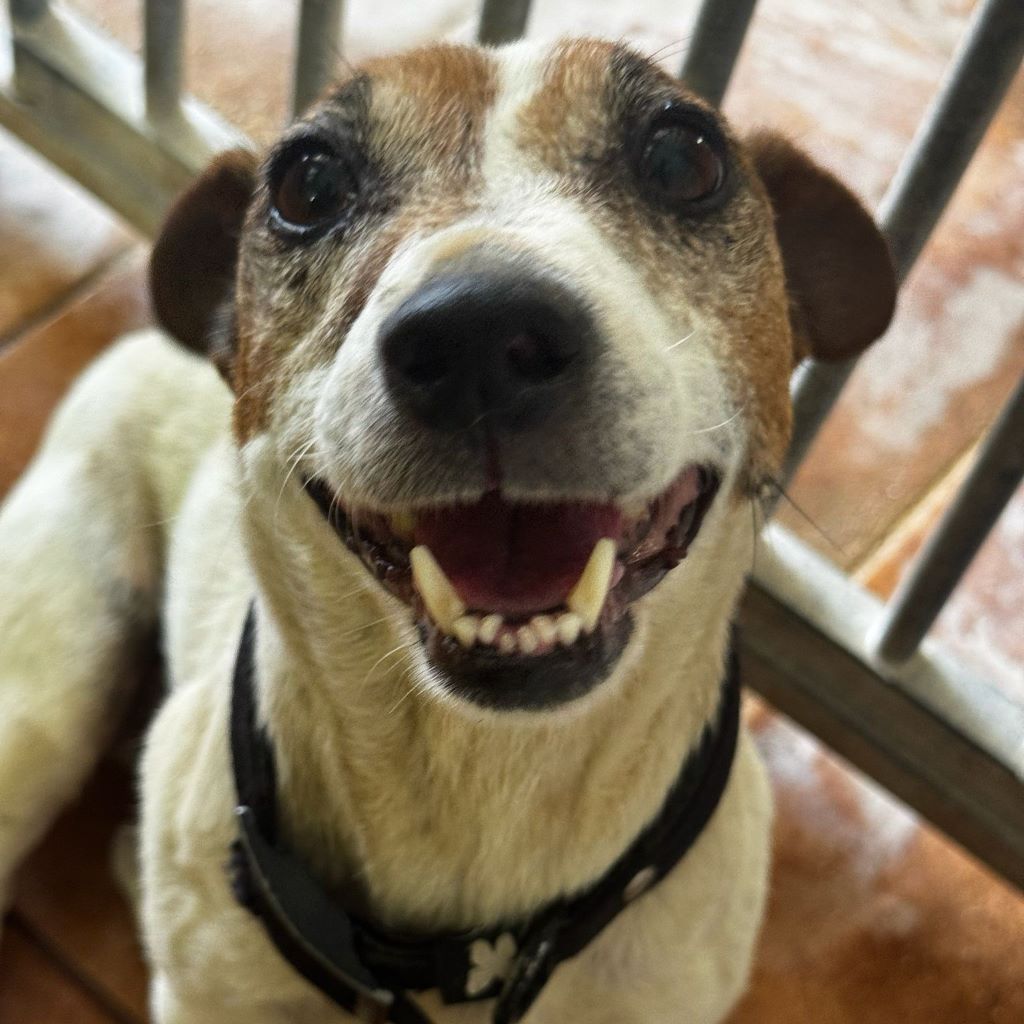 Jack Russell Terrier Maruca, 06/2018, ca. 30 cm