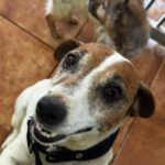 Jack Russell Terrier Maruca, 06/2018, ca. 30 cm