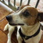 Jack Russell Terrier Maruca, 06/2018, ca. 30 cm