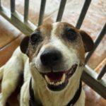 Jack Russell Terrier Maruca, 06/2018, ca. 30 cm