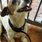 Jack Russell Terrier Maruca, 06/2018, ca. 30 cm