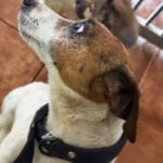Jack Russell Terrier Maruca, 06/2018, ca. 30 cm