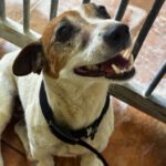 Jack Russell Terrier Maruca, 06/2018, ca. 30 cm
