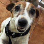 Jack Russell Terrier Maruca, 06/2018, ca. 30 cm