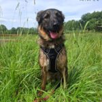 Wasserhund Mischling Maui, 02/2025, ca. 55 cm, 03051 Cottbus OT Kahren