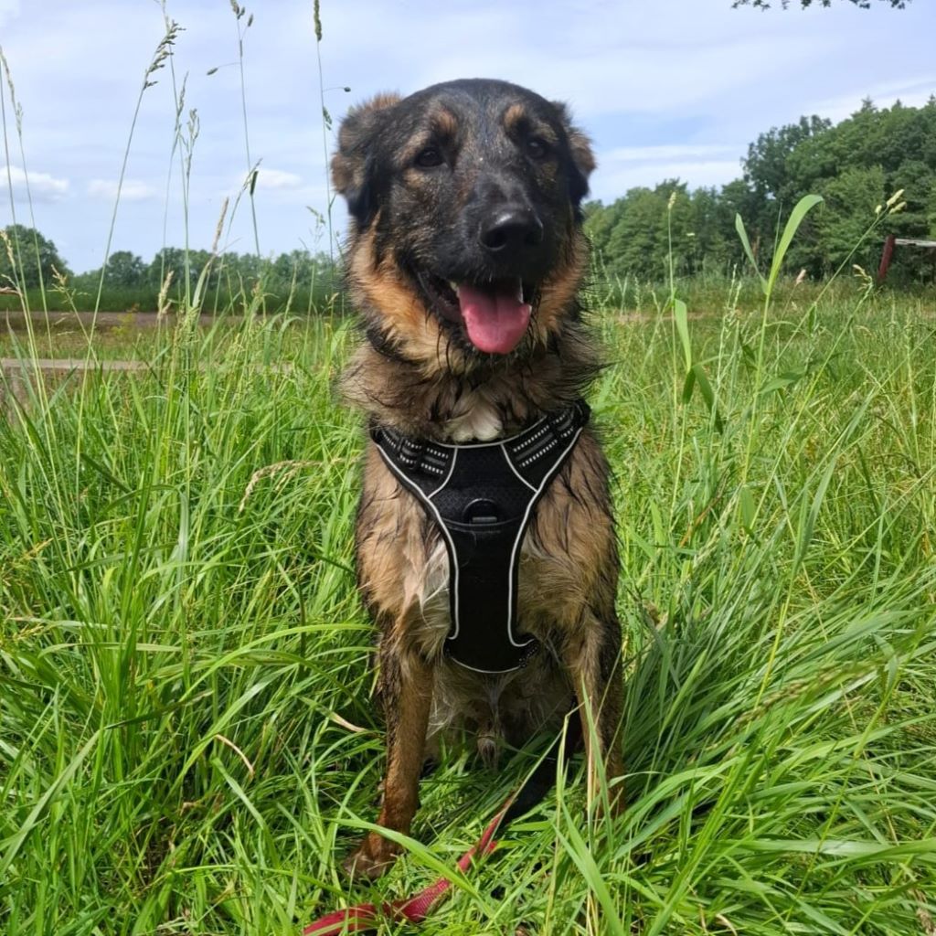 Wasserhund Mischling Maui, 02/2025, ca. 55 cm, 03051 Cottbus OT Kahren