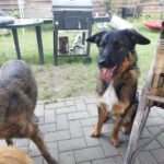 Wasserhund Mischling Maui, 02/2025, ca. 55 cm, 03051 Cottbus OT Kahren