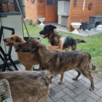 Wasserhund Mischling Maui, 02/2025, ca. 55 cm, 03051 Cottbus OT Kahren