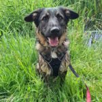 Wasserhund Mischling Maui, 02/2025, ca. 55 cm, 03051 Cottbus OT Kahren
