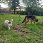 Wasserhund Mischling Maui, 02/2025, ca. 55 cm, 03051 Cottbus OT Kahren