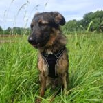 Wasserhund Mischling Maui, 02/2025, ca. 55 cm, 03051 Cottbus OT Kahren
