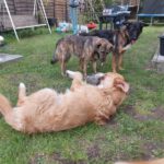 Wasserhund Mischling Maui, 02/2025, ca. 55 cm, 03051 Cottbus OT Kahren