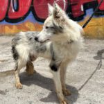 Border Collie Mei, 12/2025, Endgröße ca. 45 cm